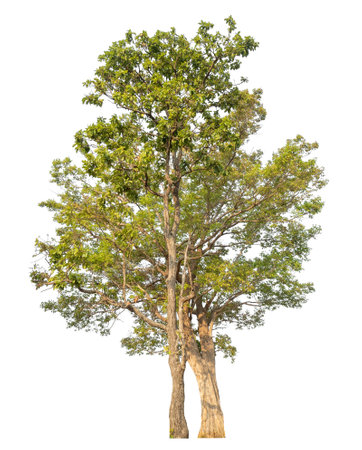 Isolated tree on white background.の写真素材