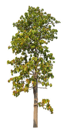 Isolated tree on white background.の写真素材
