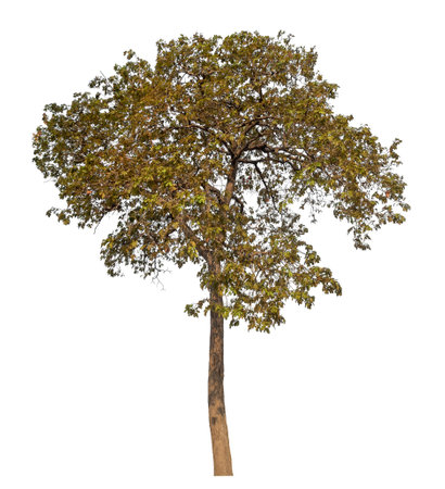 Isolated tree on white background.の写真素材