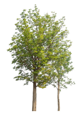 Isolated tree on white background.の写真素材