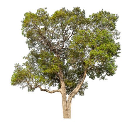Isolated tree on white background.の写真素材