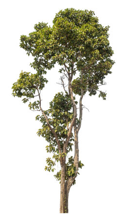 Isolated tree on white background.の写真素材