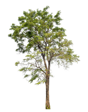 Isolated tree on white background.の写真素材