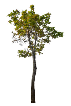 Isolated tree on white background.の写真素材