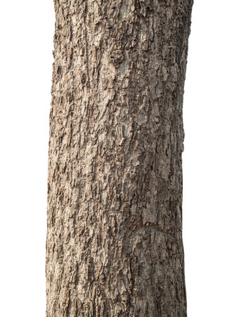 Trunk of a tree Isolated On White Background.の写真素材