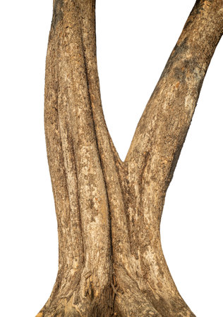 Trunk of a tree Isolated On White Background.の写真素材