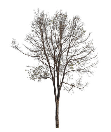 Isolated tree on white background.の写真素材