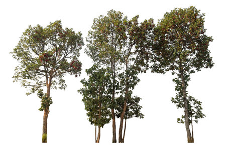 Isolated tree on white background.の写真素材