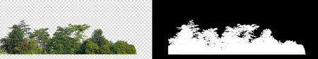 Green Trees on transparent background. are Forest and foliage in summer for both printing and web pages with cut path and alpha channel  on black backgroundの写真素材