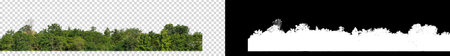 Green Trees on transparent background. are Forest and foliage in summer for both printing and web pages with cut path and alpha channel  on black backgroundの写真素材