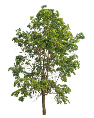 Green tree isolated on white background.の写真素材