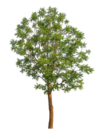 Green tree isolated on white background.の写真素材