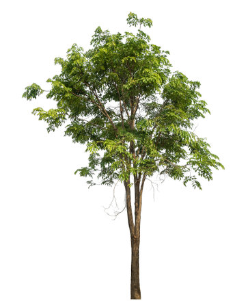Green tree isolated on white background.の写真素材