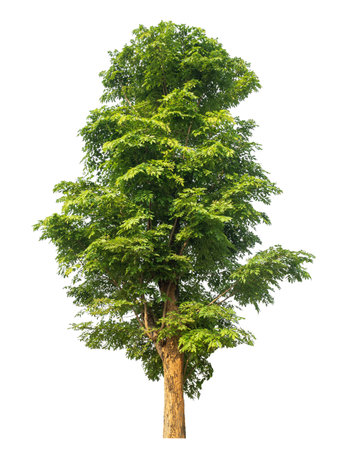 Green tree isolated on white background.の写真素材