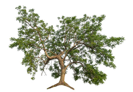 Green tree isolated on white background.の写真素材