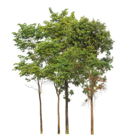 Green tree isolated on white background.の写真素材