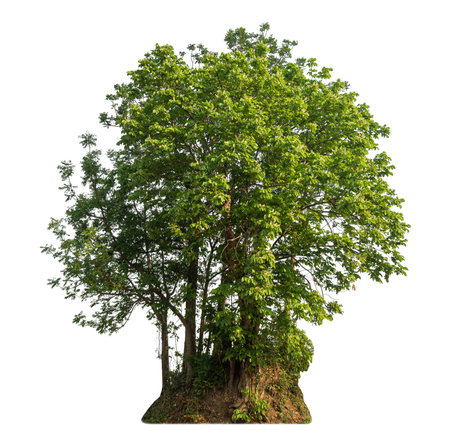 Green tree isolated on white background.の写真素材