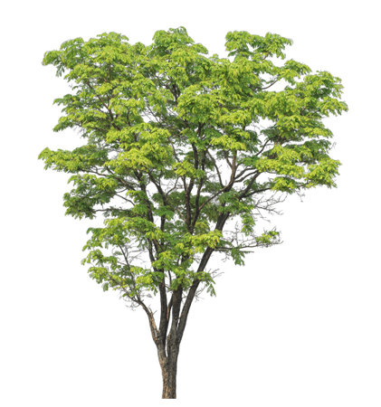 Green tree isolated on white background.の写真素材