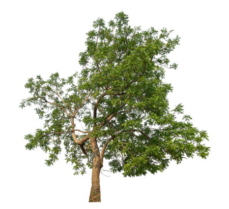 Green tree isolated on white background.の写真素材