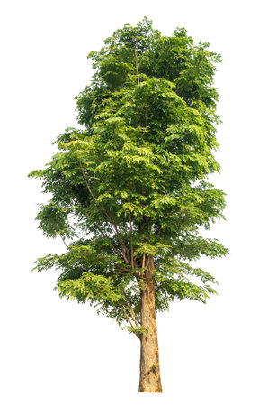 Green tree isolated on white background.の写真素材