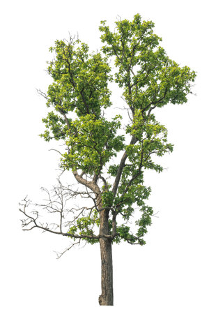 Green tree isolated on white background.の写真素材