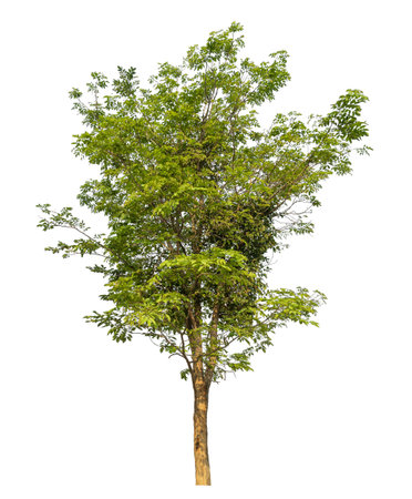 Green tree isolated on white background.の写真素材