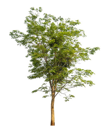 Green tree isolated on white background.の写真素材