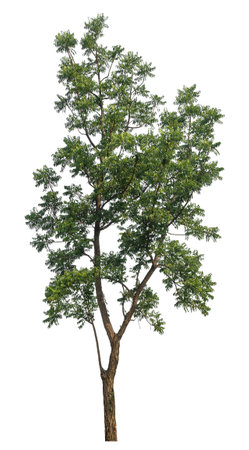 Green tree isolated on white background.の写真素材