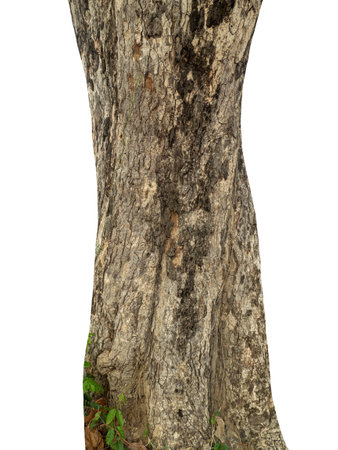 Trunk of a tree Isolated On White Background.の写真素材
