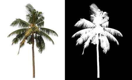 coconut tree isolated on white background with clipping path and alpha channel on black background.の写真素材