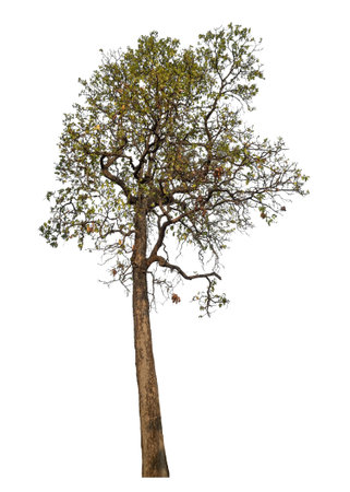 tree isolated on white background.