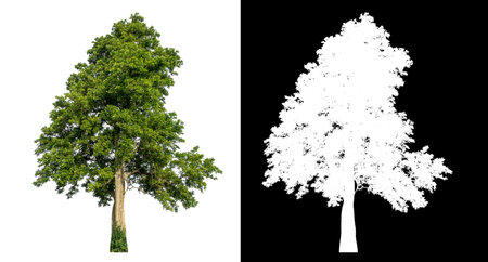 Isolated single tree with clipping path and alpha channel on black background.の写真素材