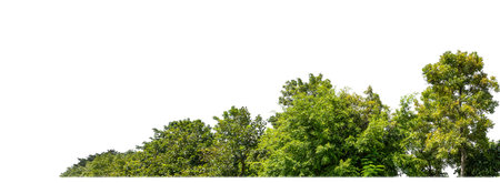 Green Trees isolated on white background.are Forest and foliage in summer for both printing and web...