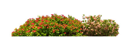 Shrubs isolated on white background with clipping path and alpha channelの写真素材