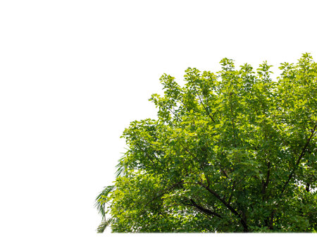 Shrubs isolated on white background with clipping path and alpha channelの写真素材