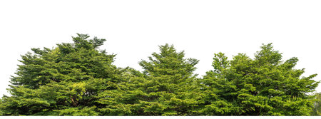 Green Trees isolated on white background.are Forest and foliage in summer for both printing and web pages with cut path and alpha channel.の写真素材