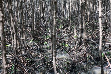 Mangrove forest is a plant group that depends on the lowest tide and the highest tide. Coastal area...