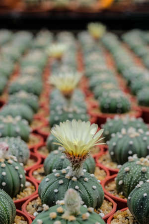Astrophytum Asterias is a species of thornless cactus and has many beautiful flowers in a garden on...