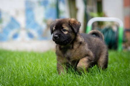 Black and dark brown puppy in green fieldの写真素材
