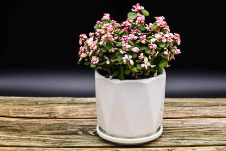 Portulacaria Afra Variegata, Beautiful bonsai on wooden table black background.の写真素材
