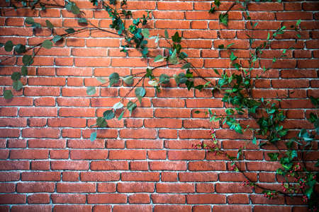 Old texture brick pattern wallpaper, background, cover in green ivy leaf.の写真素材