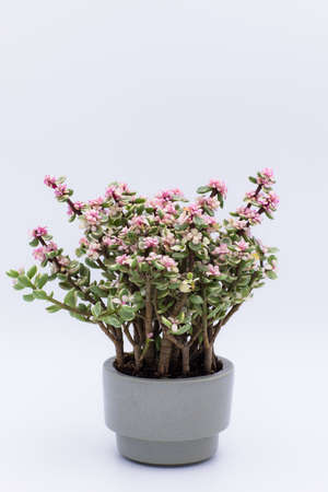 Portulacaria afra Variegata bonsai in pot isolated on white background.の写真素材