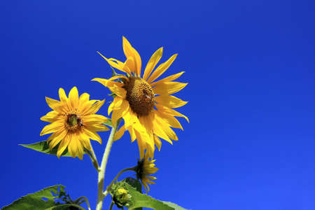sunflowerの写真素材