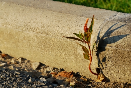 Chinese wool flower is grow up from the sidewalk concrete blockの写真素材