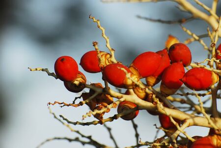 Palm oil fruitの写真素材