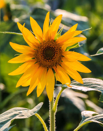 Beautiful sunflower growing in the fieldの写真素材