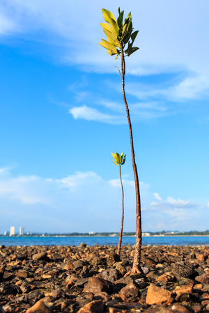 Two Mangroves tree  in Bangsarae beach ,Thailandの写真素材