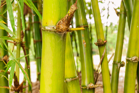 bamboo forest after the rain の写真素材