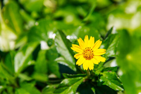 Small yellow spring flowers background, close-upの写真素材