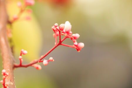 Star apple flowerの写真素材
